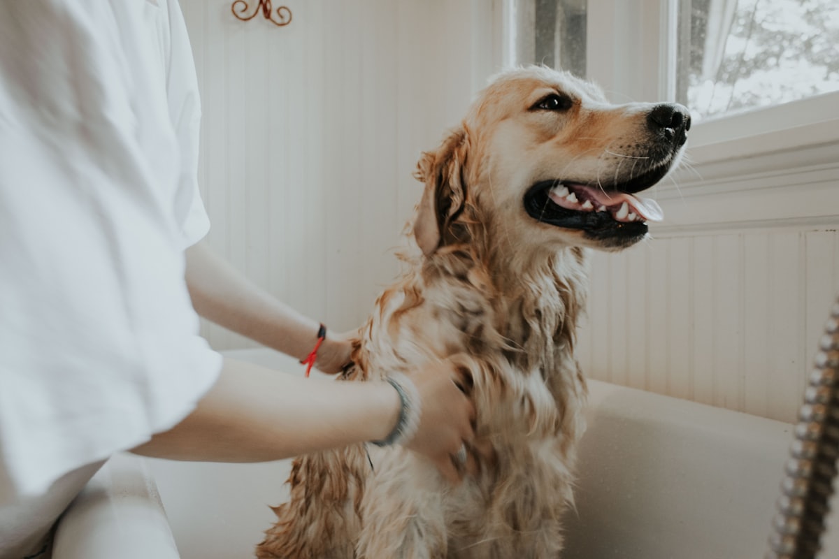 Site para pet shop — com agenda de banho e tosa e achável no Google.