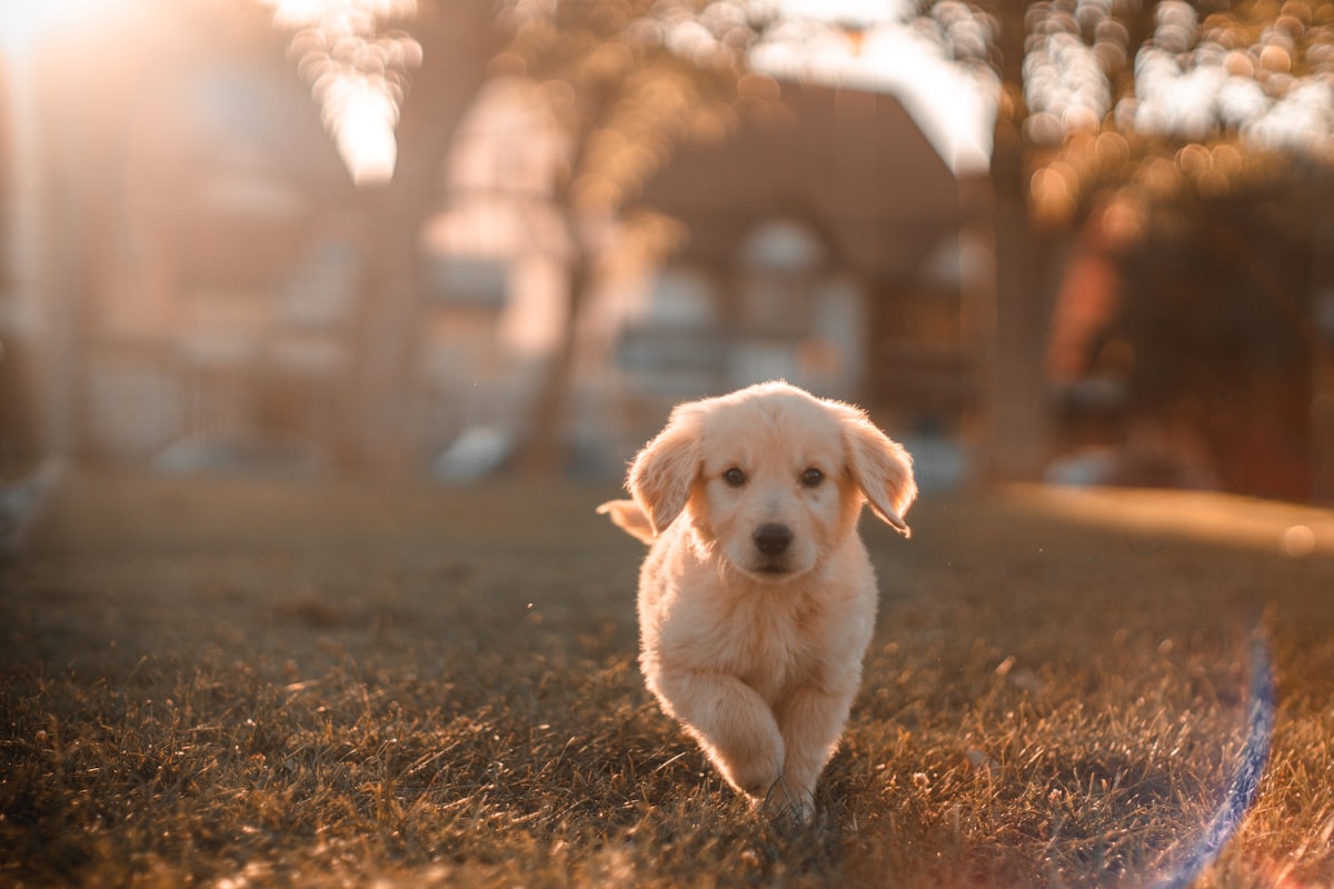 Site para veterinários — profissional e conforme o CRMV.