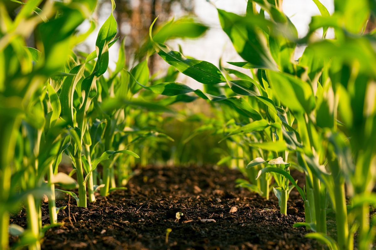 Site para agrônomos — profissional e conforme o CREA.
